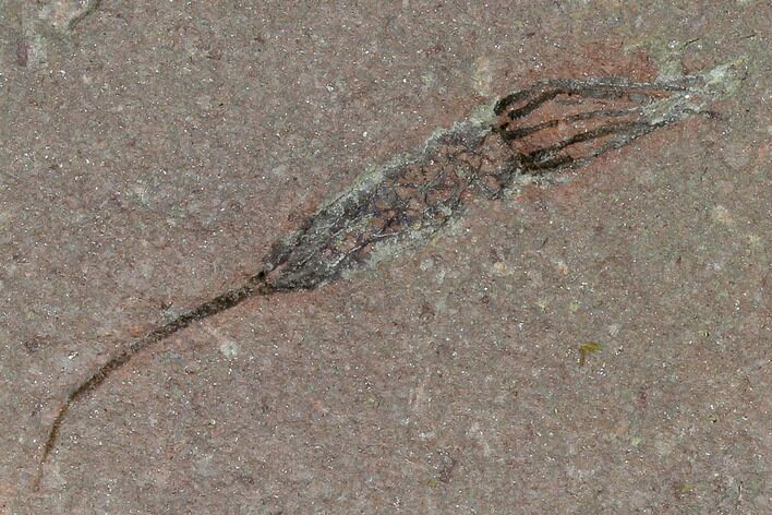 Eocrinoid (Ascocystites) - Ordovician #118214